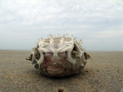 Blowfish - Photo of the week Blowfish - Photo of the week