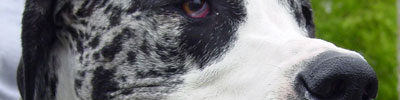 Creative Dog Creative Dog