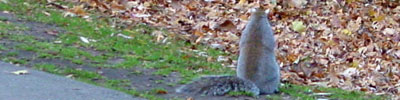 Squirrel